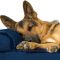 What is the Best Pet Bed You Can Buy in 2021? Furhaven Orthopedic and Memory Foam Pet Beds(84636405) Review