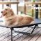 Do You Have Veehoo Cooling Elevated Dog Bed?